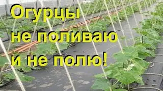 ОГУРЦЫ НА ПЛЕНКЕ, БЕЗ ПОЛИВА продолжение эксперимента. Свекла рассадой из 