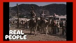 Camel Races | Real People | George Schlatter