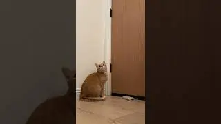 Penny wants to play!