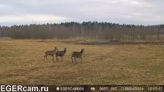 Олени. Поля растаяли)Всегда свежие фото и видео с фотоловушек Егерькам.