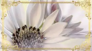 Фон с рамкой. Белоснежные цветы. Для вашего видео.