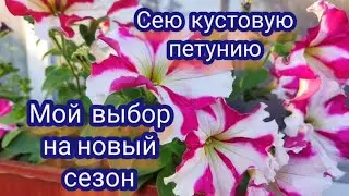 Сею кустовую петунию . Какие сорта выбрала на новый сезон.