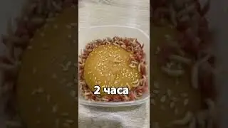 ЗА СКОЛЬКО ВРЕМЕНИ ОПАРЫШИ СЪЕДЯТ БУРГЕР?🍔 