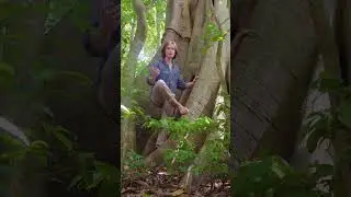 Why barefoot climbing is better