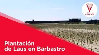 Plantación de Laus en Barbastro