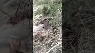 кавги шикори фуруши 4000см гаранти ватсаб +79779624809