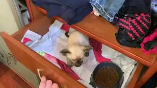 Нашел котенка у дочери(полное видео)