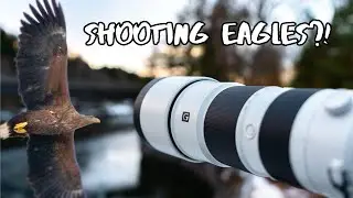 POV Bird Photography - We Found EAGLES?! | Sony 200-600 G OSS