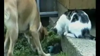 Tiggy The Talking Cat Play fighting with Ferret and Dog