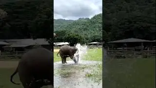 Anak Gajah Lucu #shorts