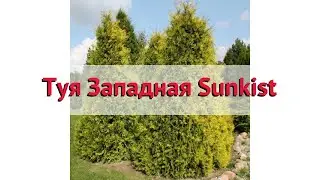 Туя западная (sunkist) 🌿 Обзор: посадка и уход. саженцы, крупномеры туи : описание и особенности