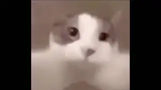 Cat Kissing Camera (You)