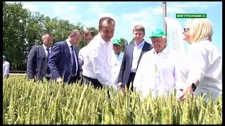 Губернатор Вениамин Кондратьев вместе с учёными посмотрели посевы национального центра зерна