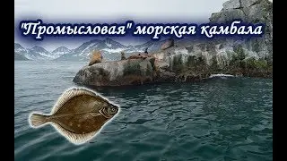 Камбала морская. Русская Рыбалка 3.99.