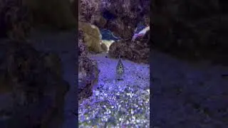 Saltwater Pufferfish #shorts #pufferfish