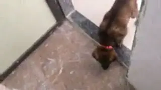 Shadow Dog 🐕 Stroll | New Home 🏠