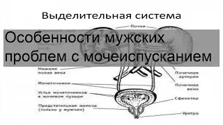 Особенности мужских проблем с мочеиспусканием
