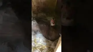 КУЧА ИНДОУТИНЫХ ЯИЦ! ПОЧТИ ВСЕ УТКИ СЕЛИ НА ЯЙЦА! 