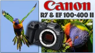 Canon R7 & EF 100-400 II - Excellent Image Quality & Great AF Performance - Rainbow Lorikeets