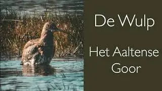 De Wulp in beeld | Aaltense Goor | Natuur dichtbij