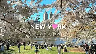 [4K]🇺🇸 Sunny Spring Day in Central Park🌞, NYC | Relaxing Walk & Blooming Views🌸 2025