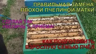 Как ЗАМЕНИТЬ ПРАВИЛЬНО ПЛОХУЮ ПЧЕЛИНУЮ МАТКУ И ПОДГОТОВИТЬ СЕМЬЮ К ЗАМЕНЕ иначе её убьют пчёлы ✅☝️🐝