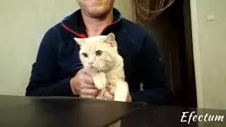 Dancing with the cat.