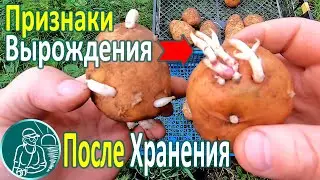 🥔 Which potato is better not to plant 🌱 Culling seed potatoes after storage and sprouting
