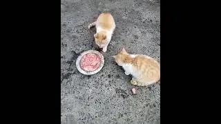 Браты-акробаты в рыжем цвете. Funny Cats. Lustige Katze. 逗貓. मज़ाकिया बिल्ली.