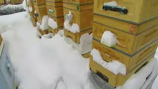 когда ставить воду пчелам - ответы на вопросы