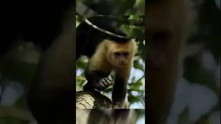 When Monkeys Hunt Shells.