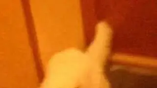 shitcat2