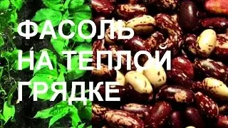 КАК ВЫРАСТИТЬ ФАСОЛЬ