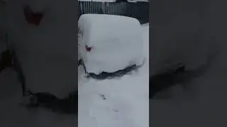 Чистим снег!