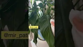 РАСТЕНИЯ БУДУТ ЗА ЭТО БЛАГОДАРНЫ