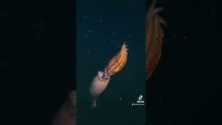 A deep-sea carrying giants eggs #CephalopodWeek #squid ⁠#deepsea #fyp #fypage #momlife