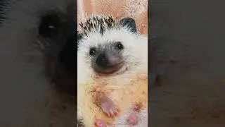 Смешно про Ёжика и Кактус 🌵