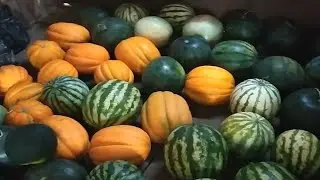 САМЫЕ ВКУСНЫЕ  ДЫНИ И АРБУЗЫ, КОТОРЫЕ ПОСАДИЛ САМ.