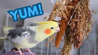 Cockatiel Food Enrichment - Fun Treats For Parrots!  | BirdNerdSophie AD