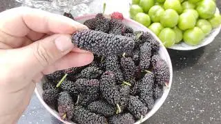 Barmaq boyda qara tut, Romanovka gilas və Naxçıvan alçası