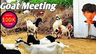 Goat meeting programe || 