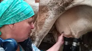 (Перезалив ролика) Утром на хозяйстве.Коровник, курятник и огород.