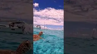 😍 Turtle-ly awesome dude. Still celebrating 