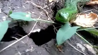 Ящерица прыткая (часть 1)