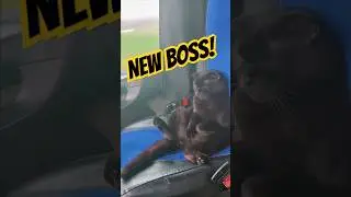 Trucker Cat Just Hopped In and Took the Seat! 😹🛞 