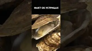 Oyster farming