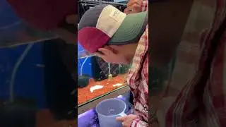 Lại mua thêm cá cho hồ thuỷ sinh P2