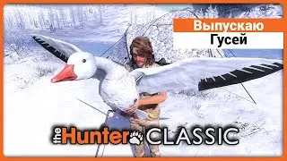 Выпускаю Гусей в theHunter Classic !