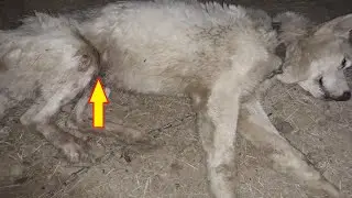 Rescue Poor Dog who was shot a couple times in legs and his stomach