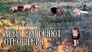 Спорят кто круче! АЛЕКС, МАЛЫШ, ПЕРСЕЙ, ЧИП, КАЙ. Львы. Тайган. Life of lions.Taigan.